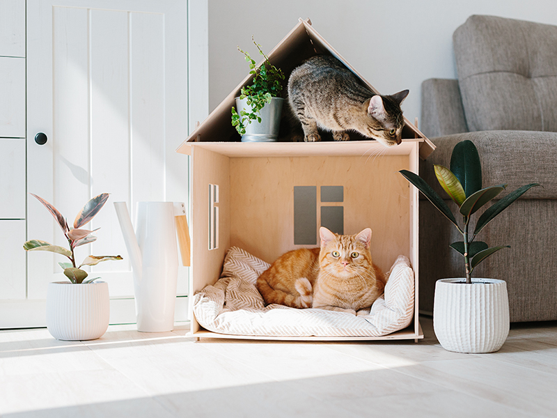 Deter Wayward Cats